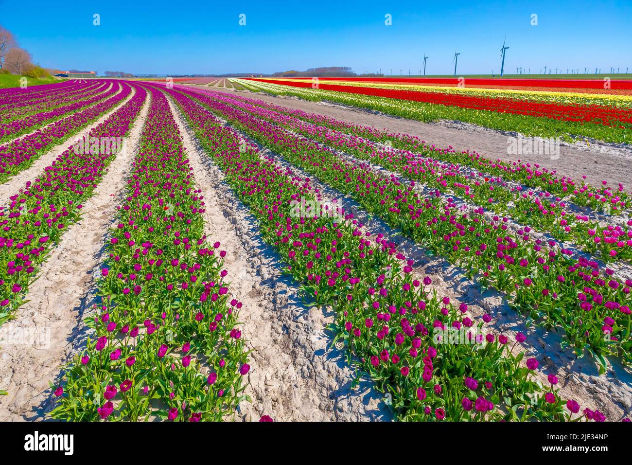 Blooming colorful Dutch pink purple tulip flower field under a blue sky ...