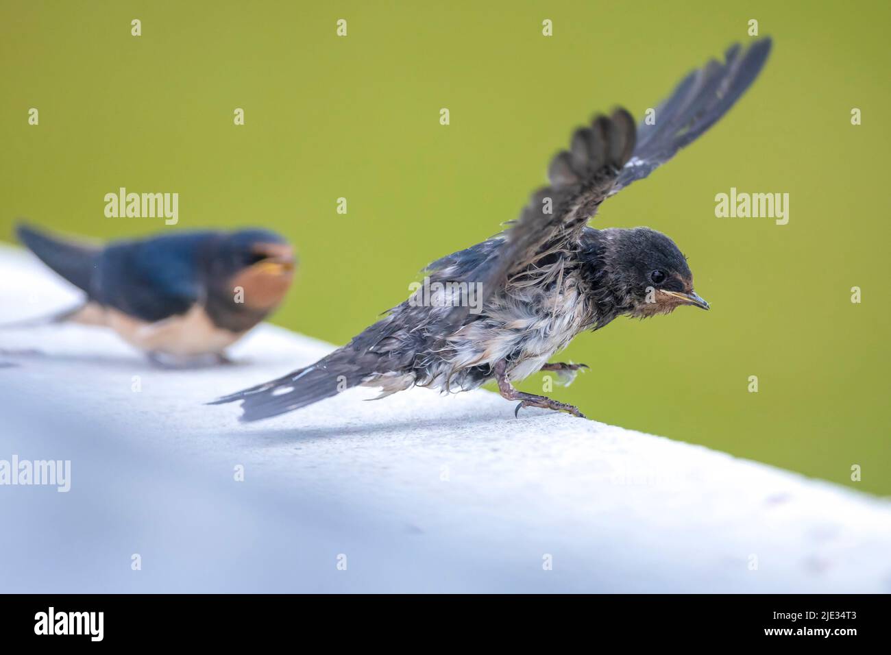 Barn Swallow, Hirundo rustica, chicks being fed.. A large group of these barn swallows foraging and hunts insects and taking their occasional rest on Stock Photo