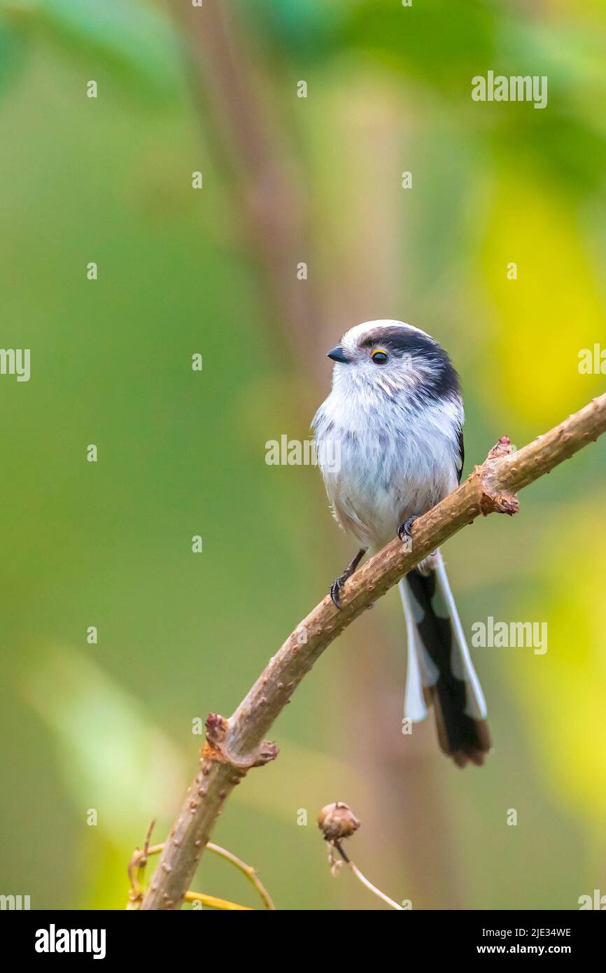 Closeup of a long-tailed tit or long-tailed bushtit, Aegithalos caudatus,  bird foraging in a forest during Autumn. A tiny round-bodied tit with a  shor Stock Photo - Alamy