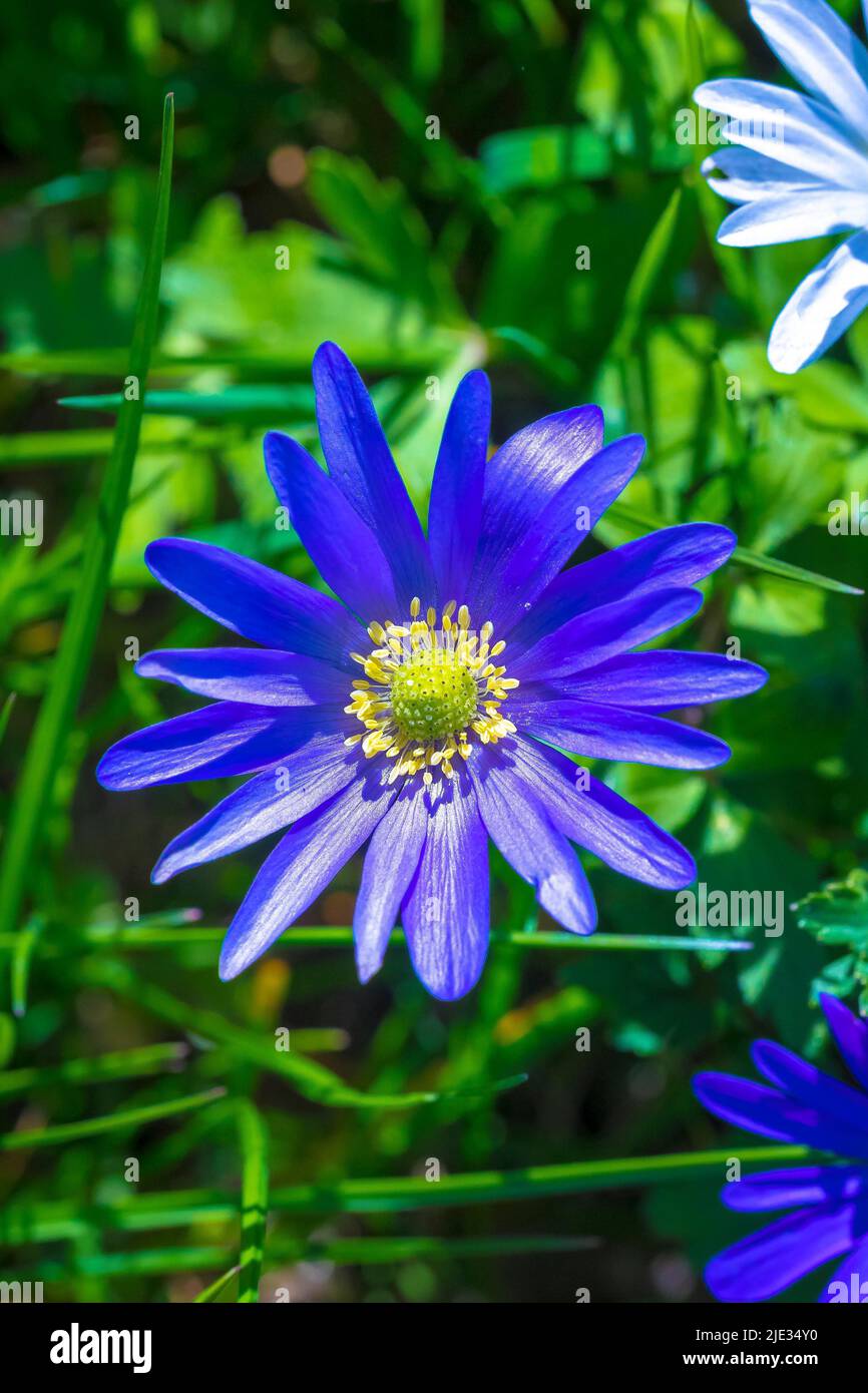 Anemone blanda, Balkan anemone, Grecian windflower or winter windflower blooming. An herbaceous tuberous perennial with purple blue flowers Stock Photo