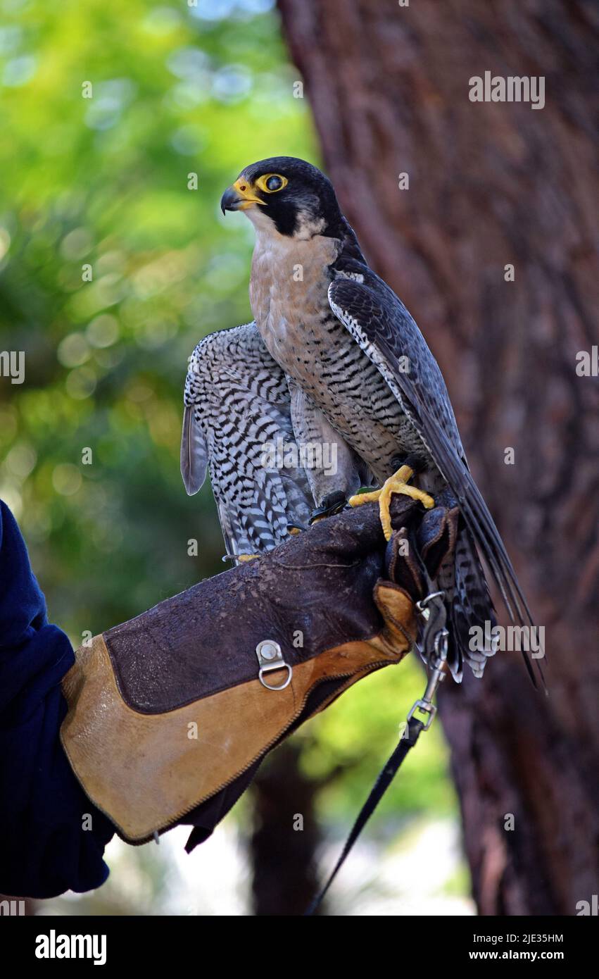 Peregrine falcon, Falco peregrinus, at a Wildmind science learning education program at the Union City library, California Stock Photo