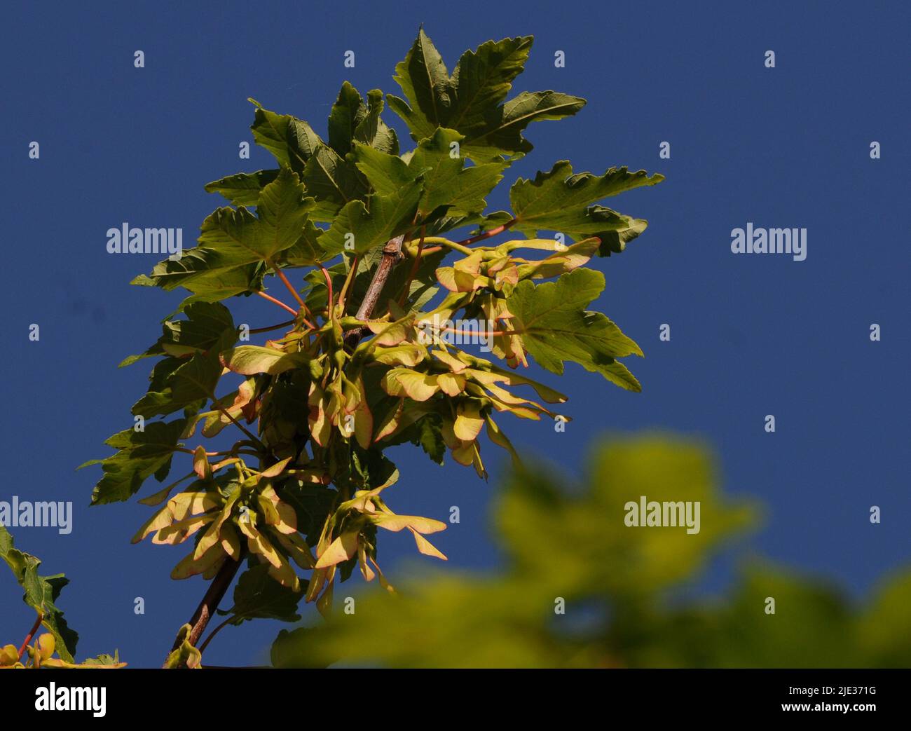 SYCAMORE TREE SEEDS, CASTLE SHORE PARK, PORTCHESTER, HANTS PIC MIKE