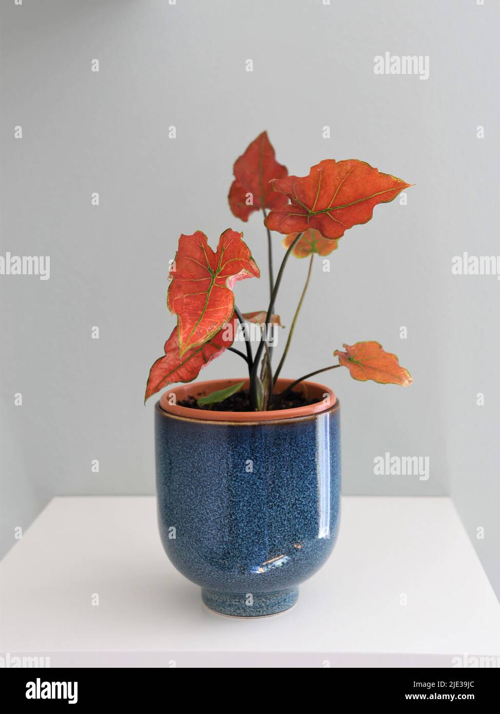 Caladium red flame on a white shelf isolated against a gray background. The leaves are red with green veins and stems. The plant pot is blue ceramic. Stock Photo