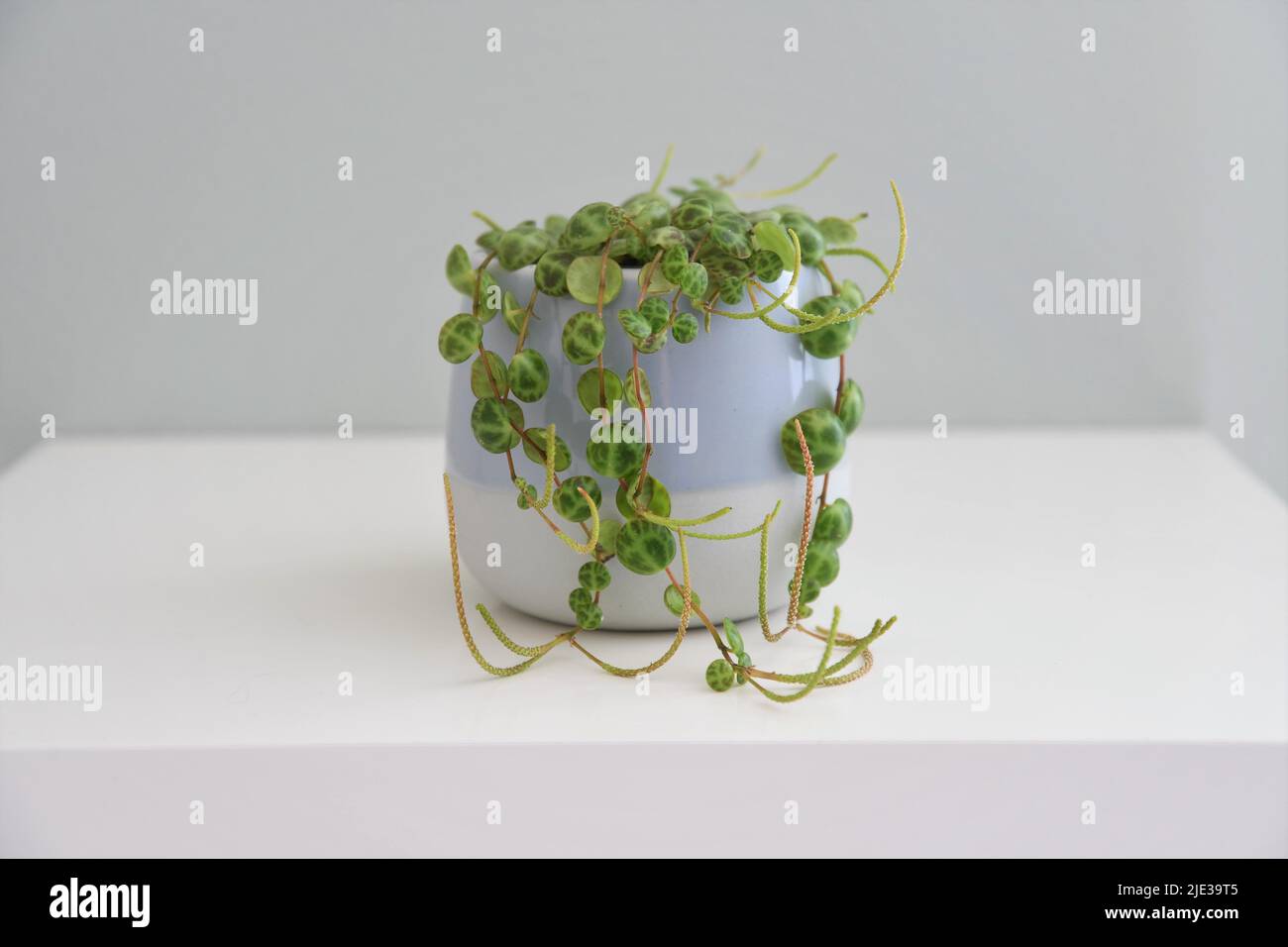 String of turtles (Peperomia prostrata) house plant in a blue pot, isolated on a white shelf and gray green background. Landscape orientation. Stock Photo