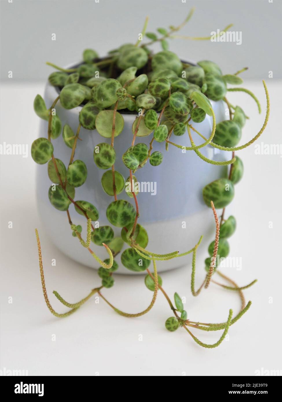 String of turtles (Peperomia prostrata) house plant in a blue pot, isolated on a white shelf and gray green background. Landscape orientation. Stock Photo