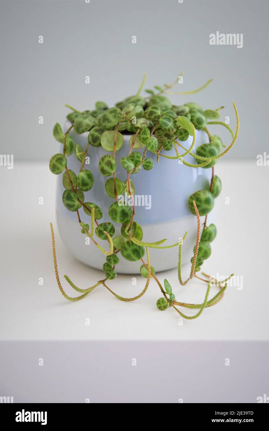 Peperomia Prostata, Turtle Chain