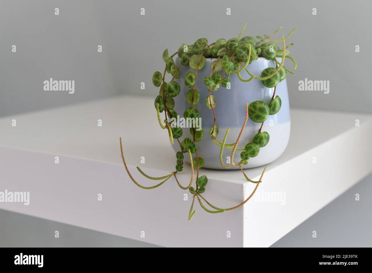 String of turtles (Peperomia prostrata) house plant in a blue pot, isolated on a white shelf and gray green background. Landscape orientation. Stock Photo