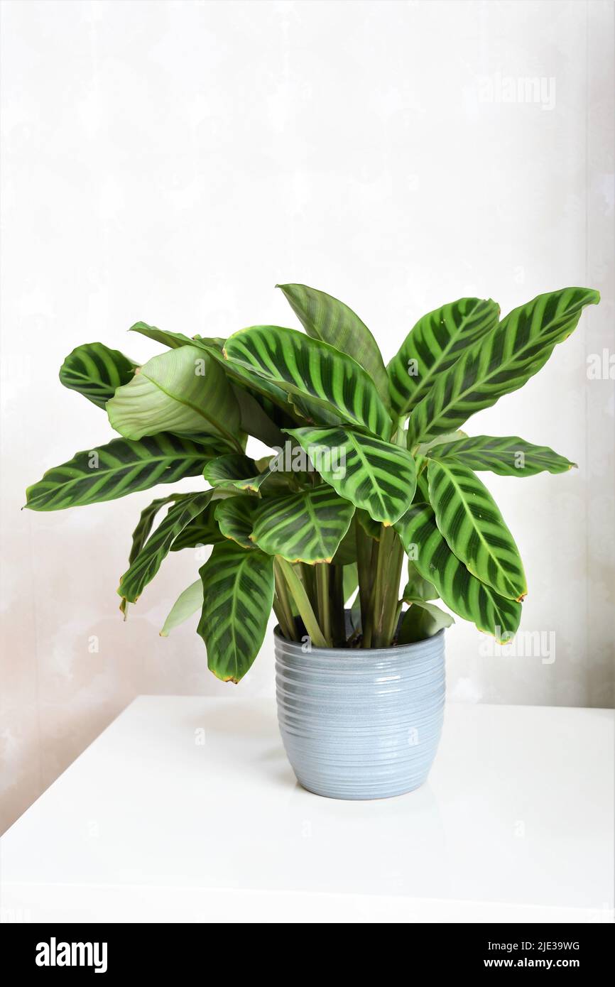 Calathea zebrina, the zebra plant, isolated on a white background. The leaves are striped with two shades of green. The house plant is in a gray pot. Stock Photo