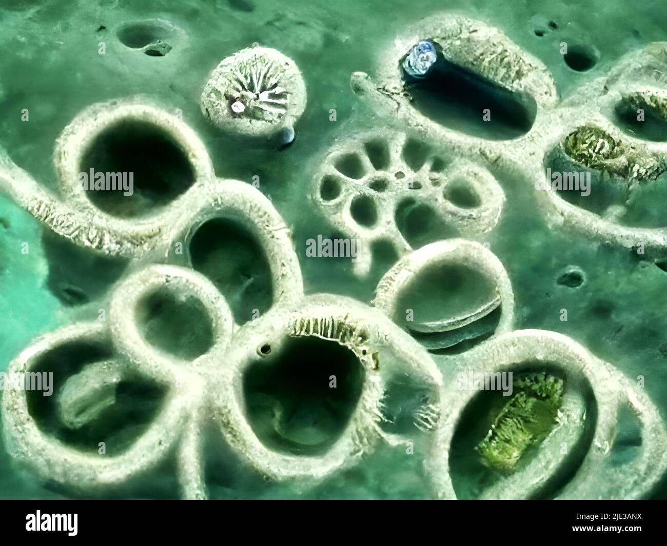 Cells under the microscope Stock Photo