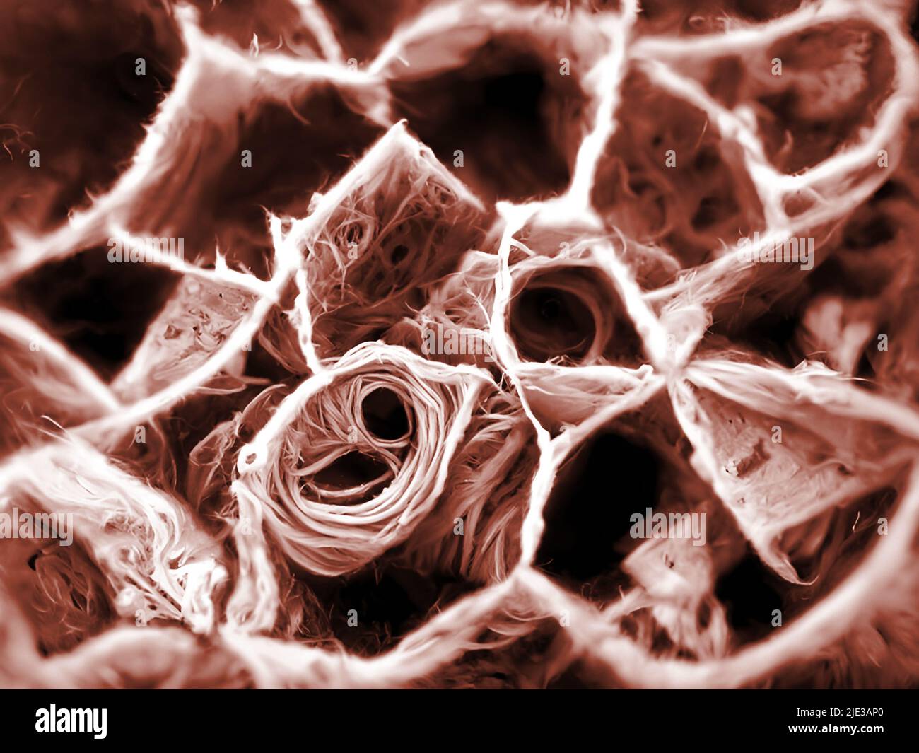 Tissue under the microscope Stock Photo Alamy