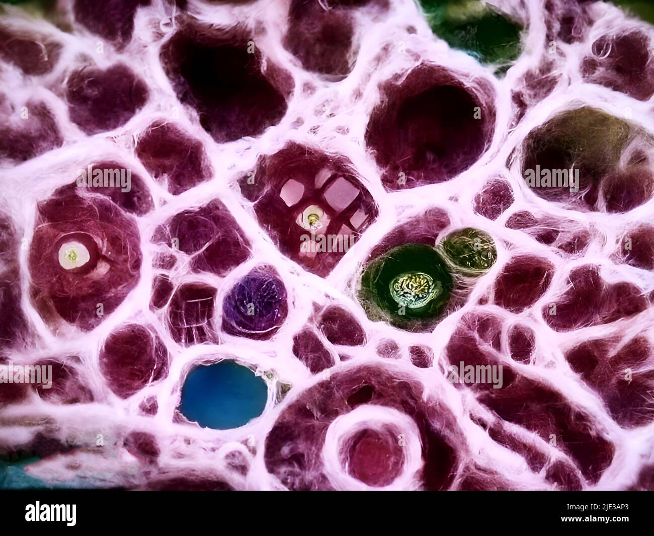 Tissue under the microscope Stock Photo Alamy