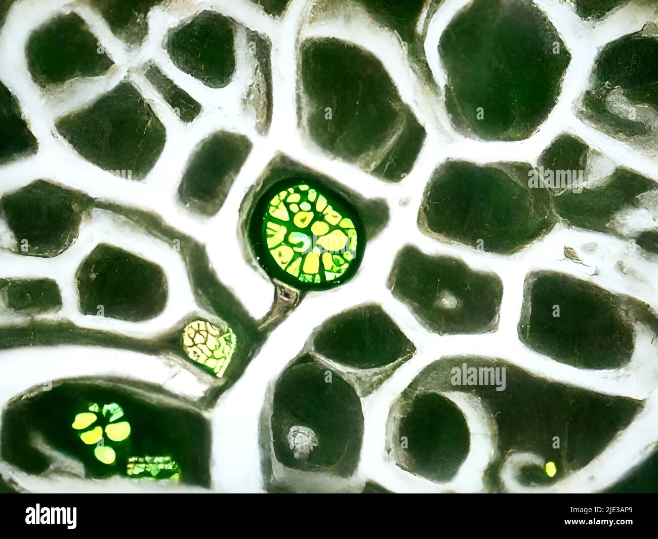 Plant cells under the microscope Stock Photo