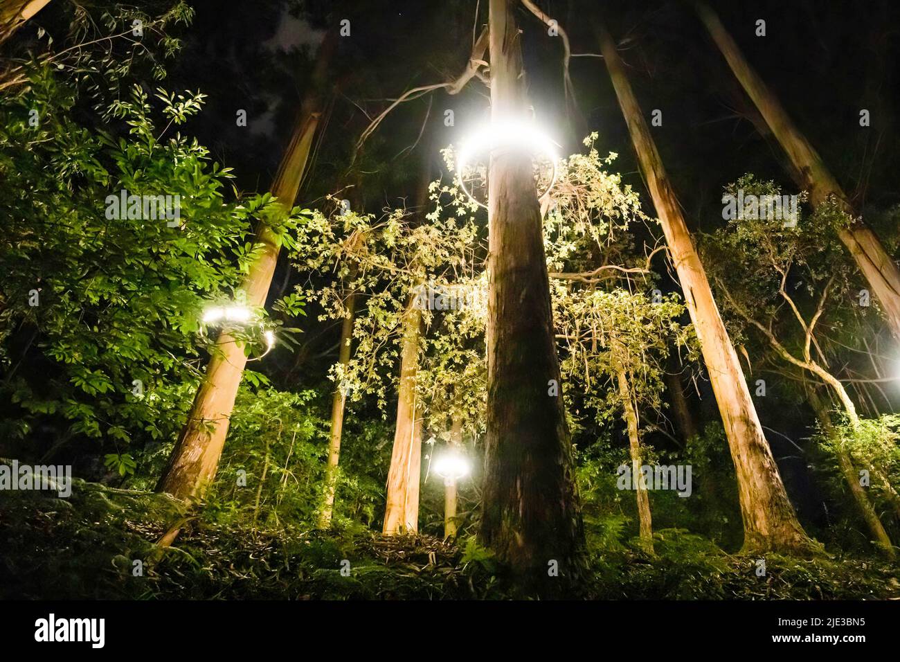 Arch of light over a tree at Serralves Park for the exhibition of Luz ...