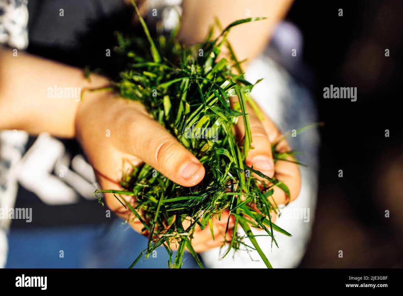Cropped closeup human palms holding green fresh natural cut grass in sun, compost as eco fertilizer. Environmental care  Stock Photo