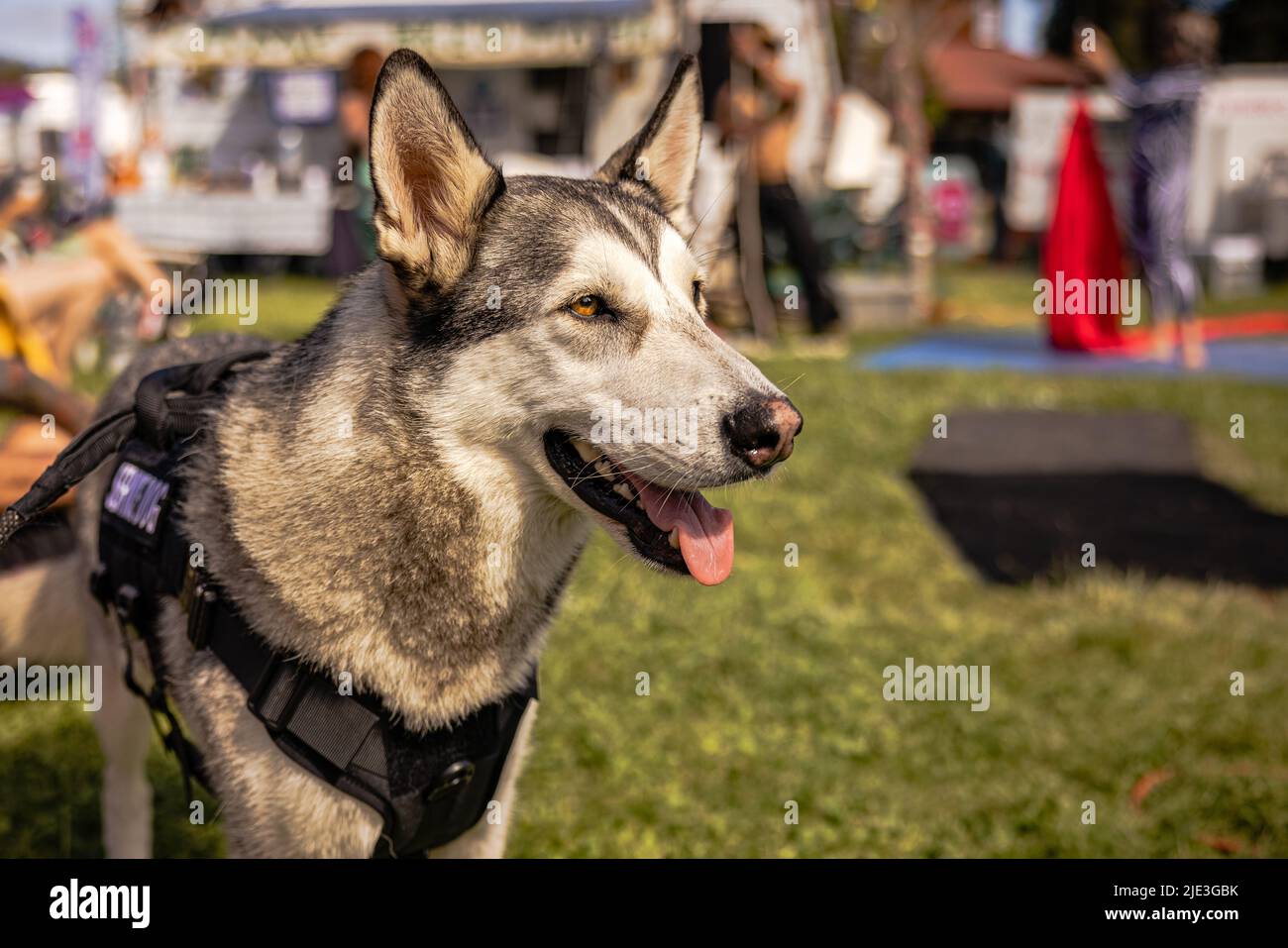 A husky service dog posing at a festival Stock Photo