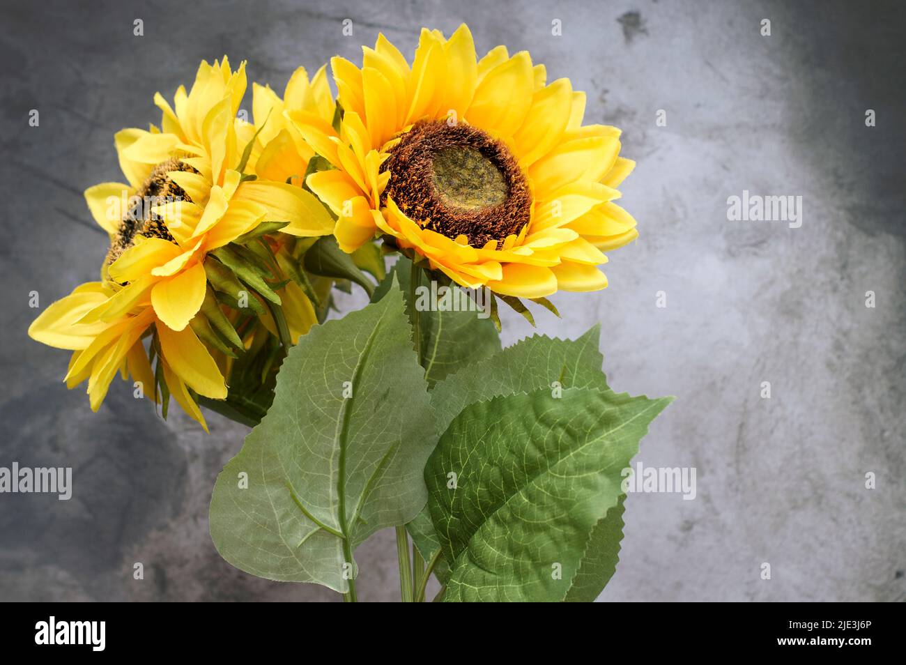 Sunflowers against a grey background Stock Photo - Alamy