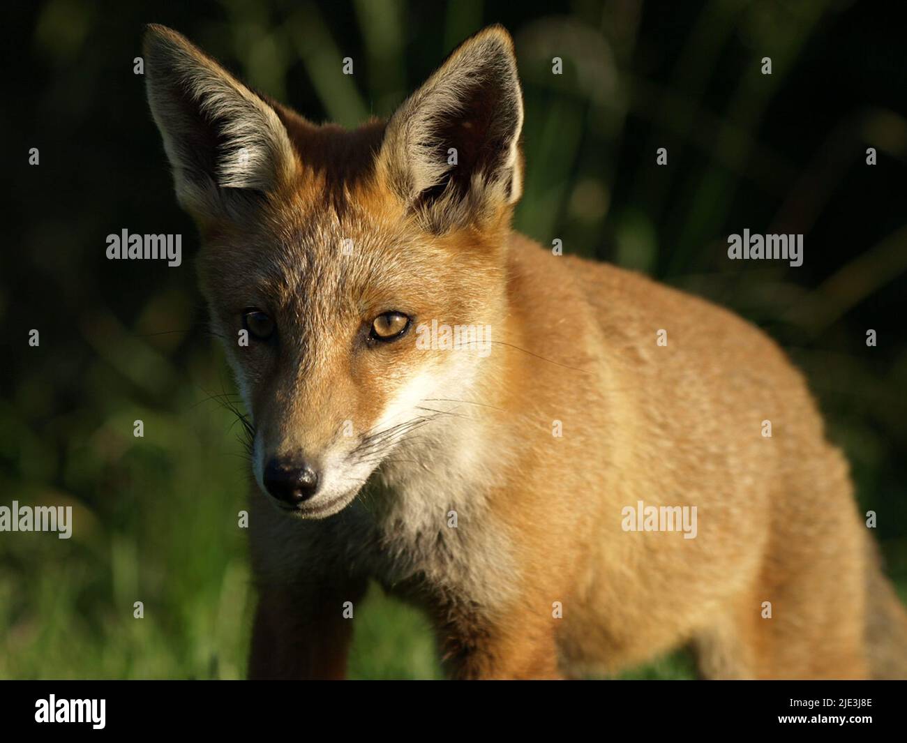 Fox cub Stock Photo