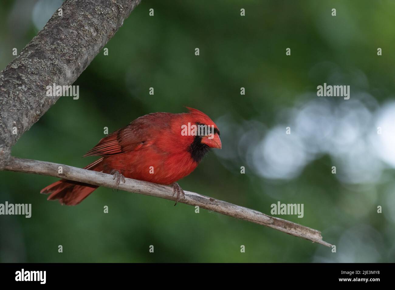 An adult male Northern Cardinal closeup perched on a branch Stock Photo