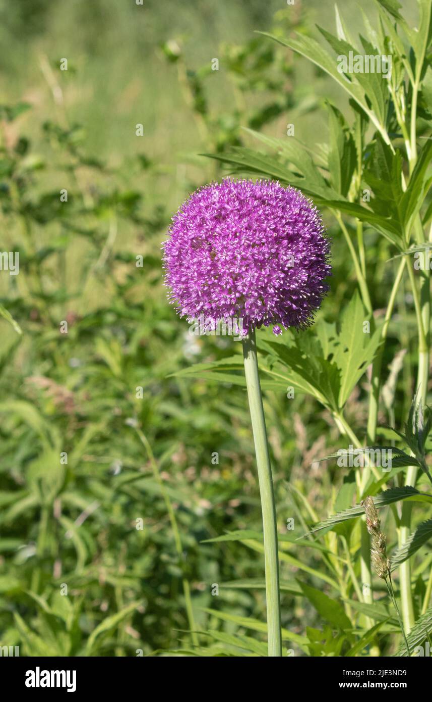 Closeup of a single Giant Onion (Allium giganteum) flower ball Stock
