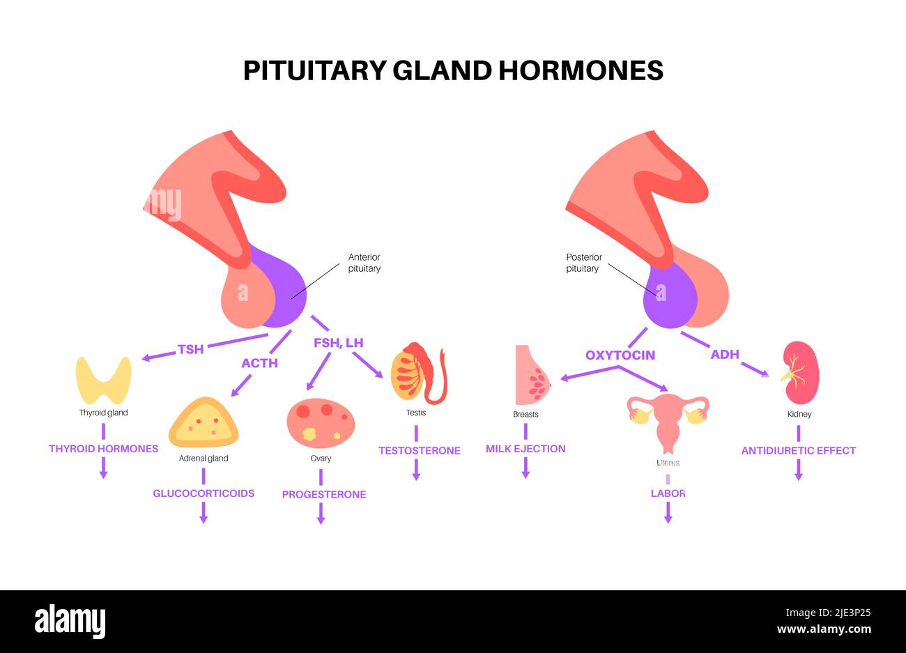Pituitary gland hormones, illustration. Stock Photo