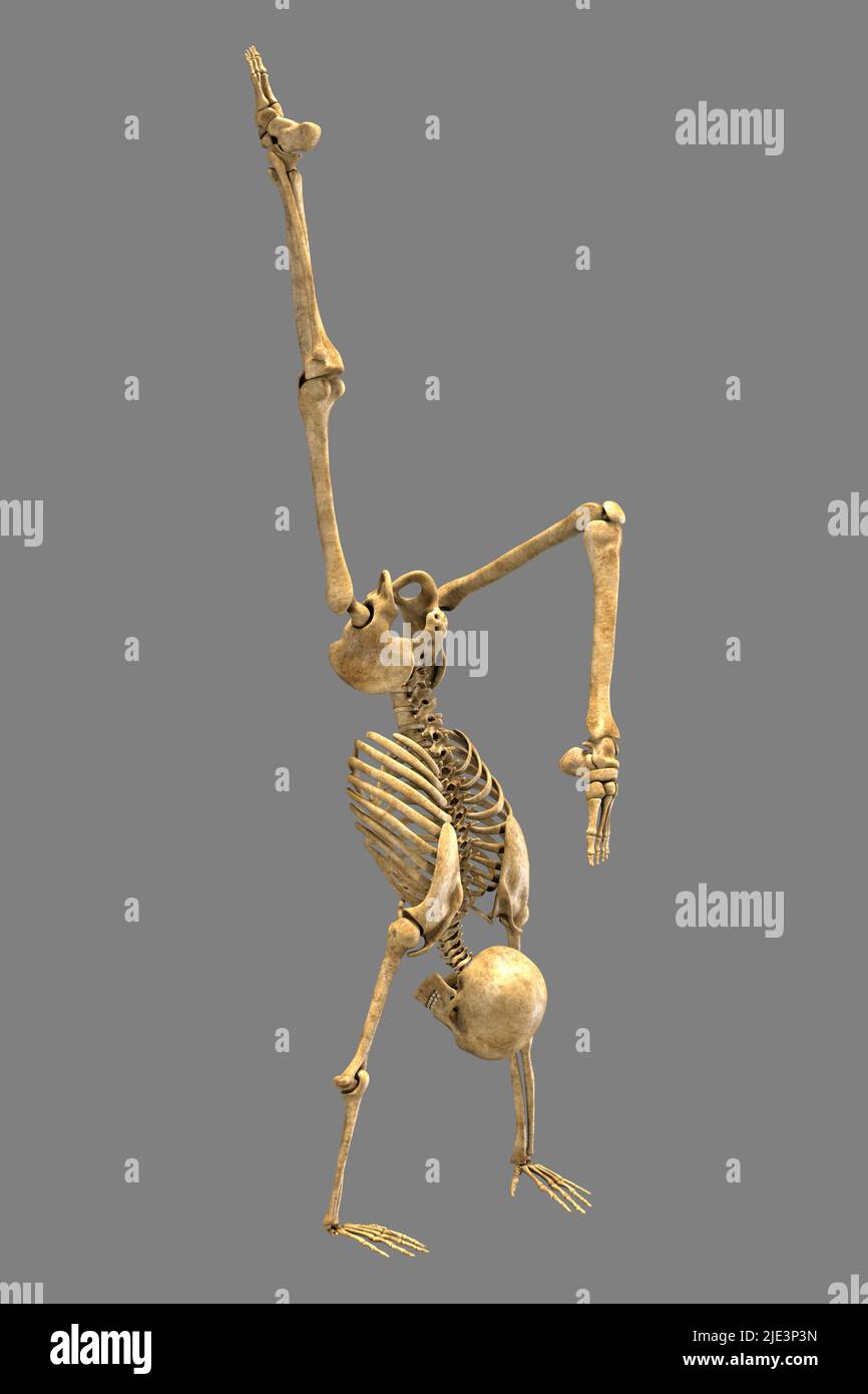 Illustration of a human skeleton in a handstand yoga position, demonstrating the skeletal activity of this yoga posture. Stock Photo