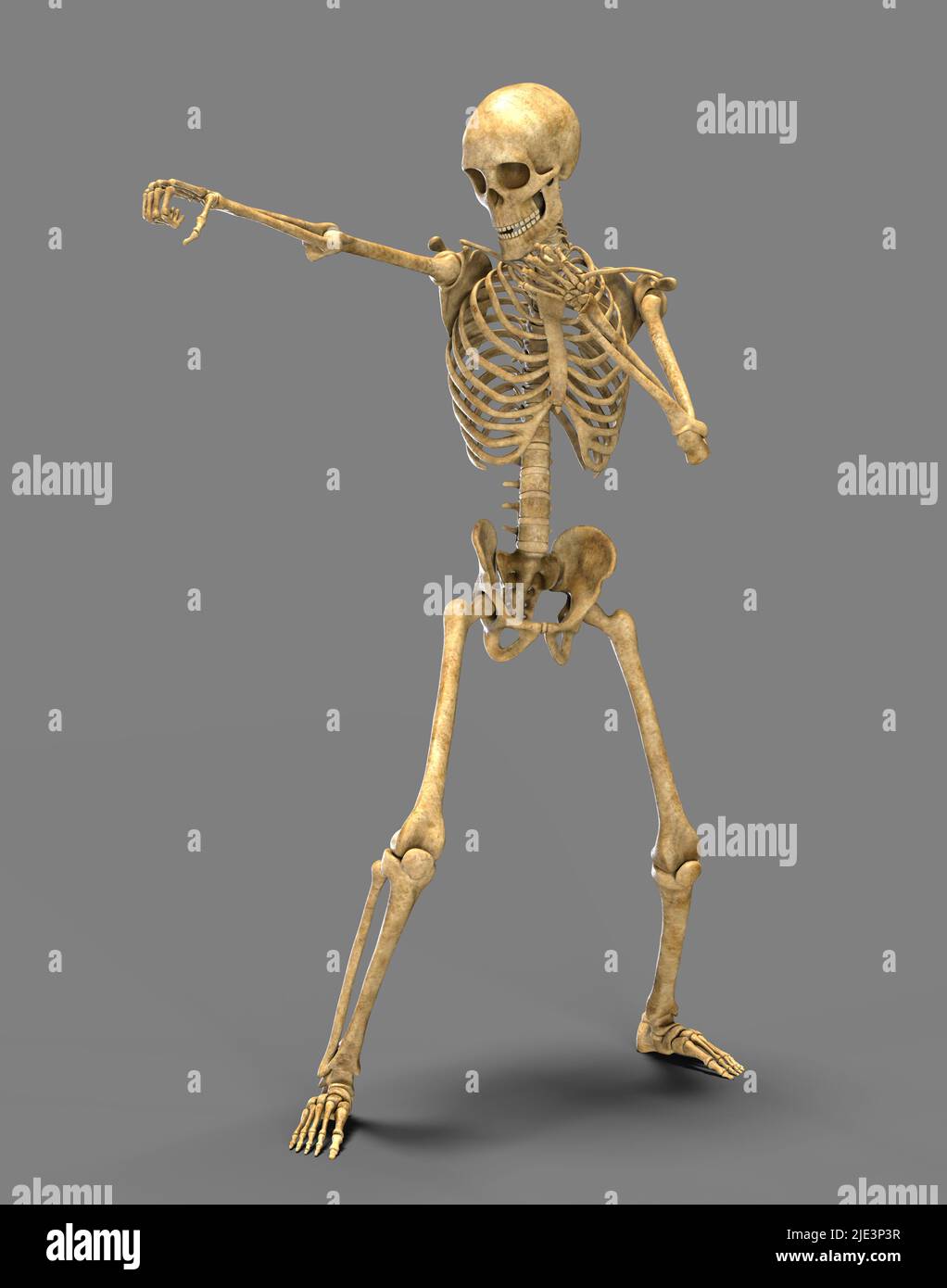 Anatomy of boxing sport, illustration. Human skeleton in a boxing position  showing skeletal activity of boxing Stock Photo - Alamy