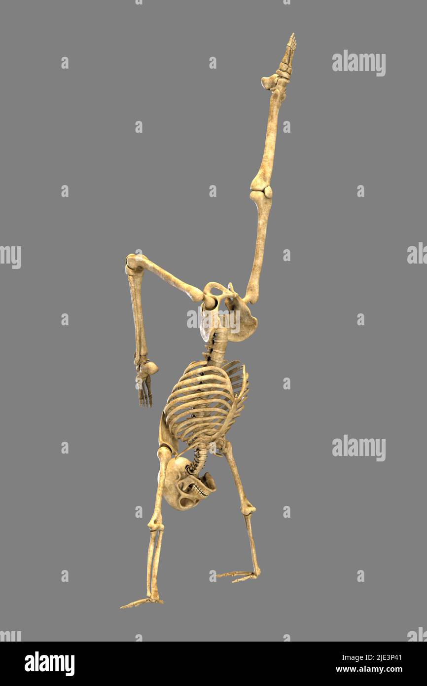 Illustration of a human skeleton in a handstand yoga position, demonstrating the skeletal activity of this yoga posture. Stock Photo