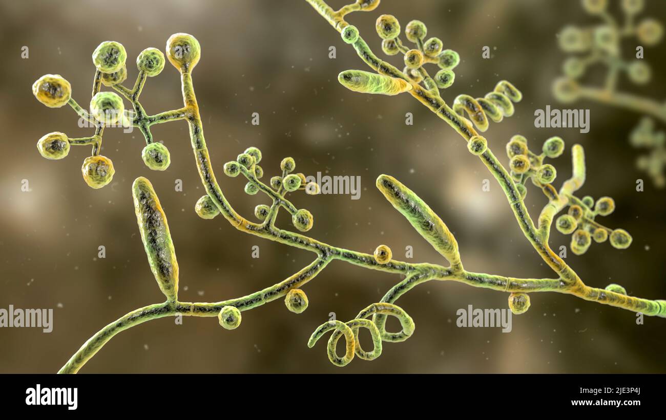 Fungi Trichophyton mentagrophytes, the cause of athlete's foot (tinea pedis), scalp ringworm (tinea capitus), and nail infection (onychomycosis), illu Stock Photo