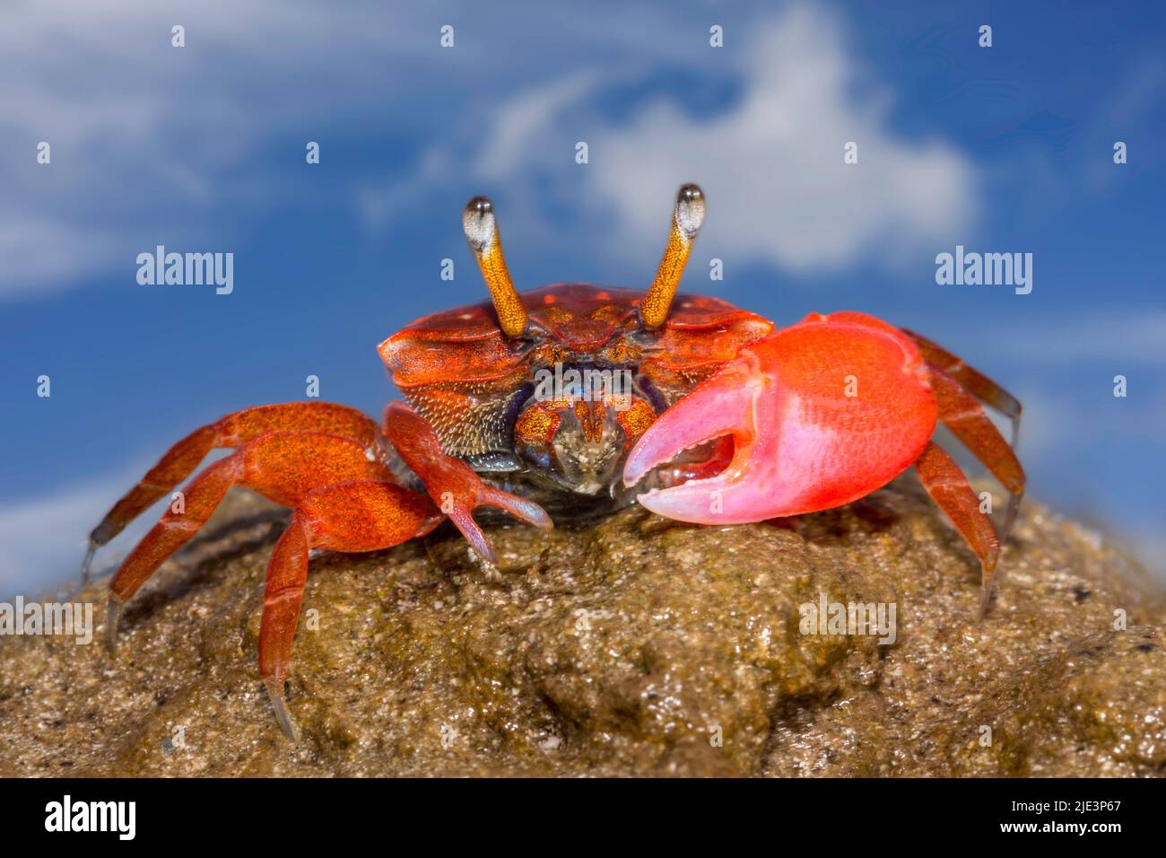 A male fiddler crab, Uca sp, on the island of Yap, Micronesia. Stock Photo