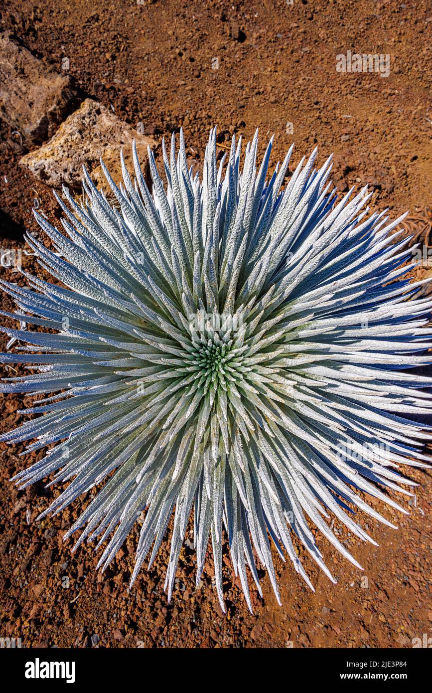 A rare silversword plant, Argyroxiphium sandwicense macrocephalum, at