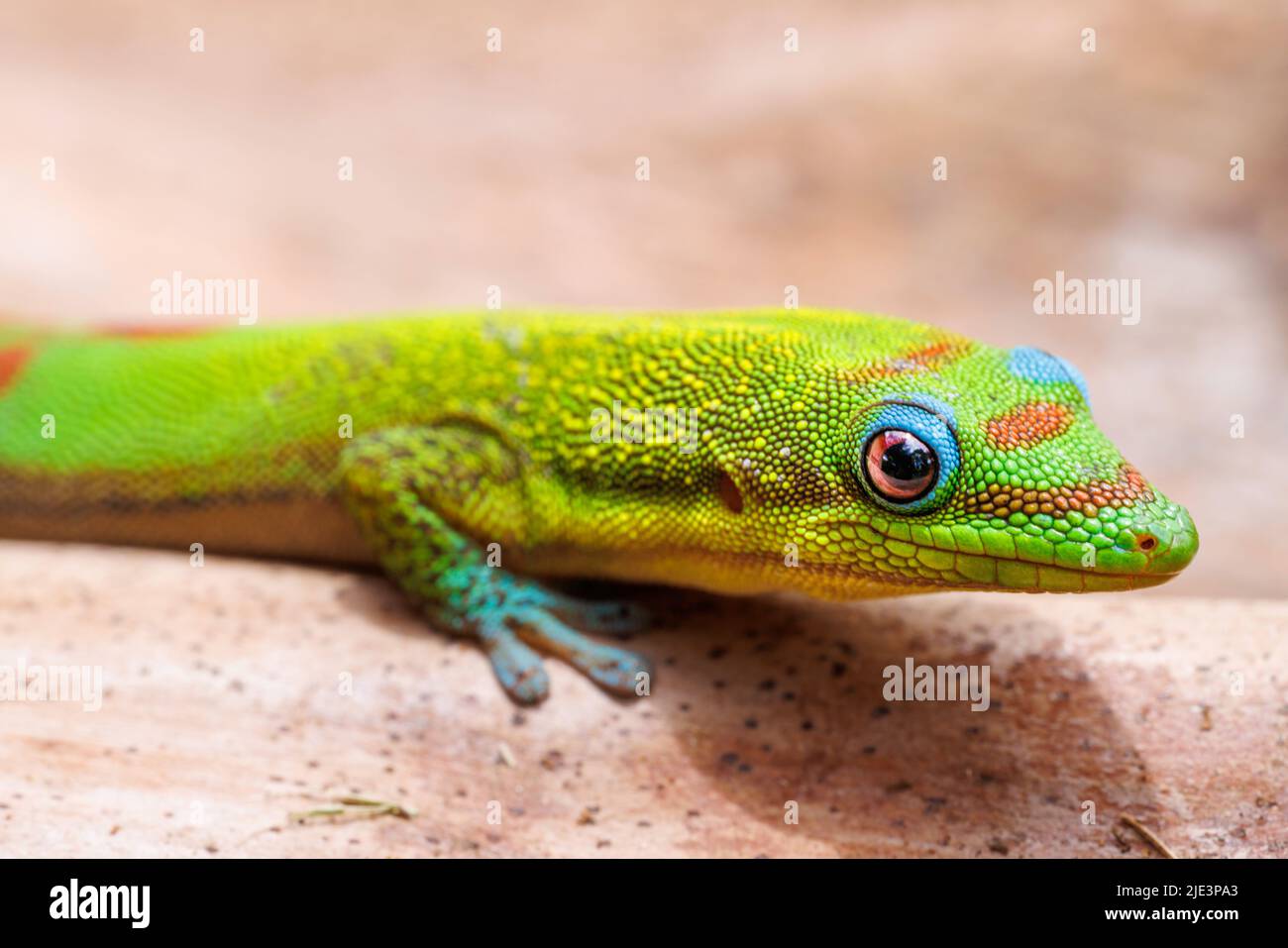 A close look at the head of a gold dust day gecko, Phelsuma laticauda, Hawaii. Stock Photo