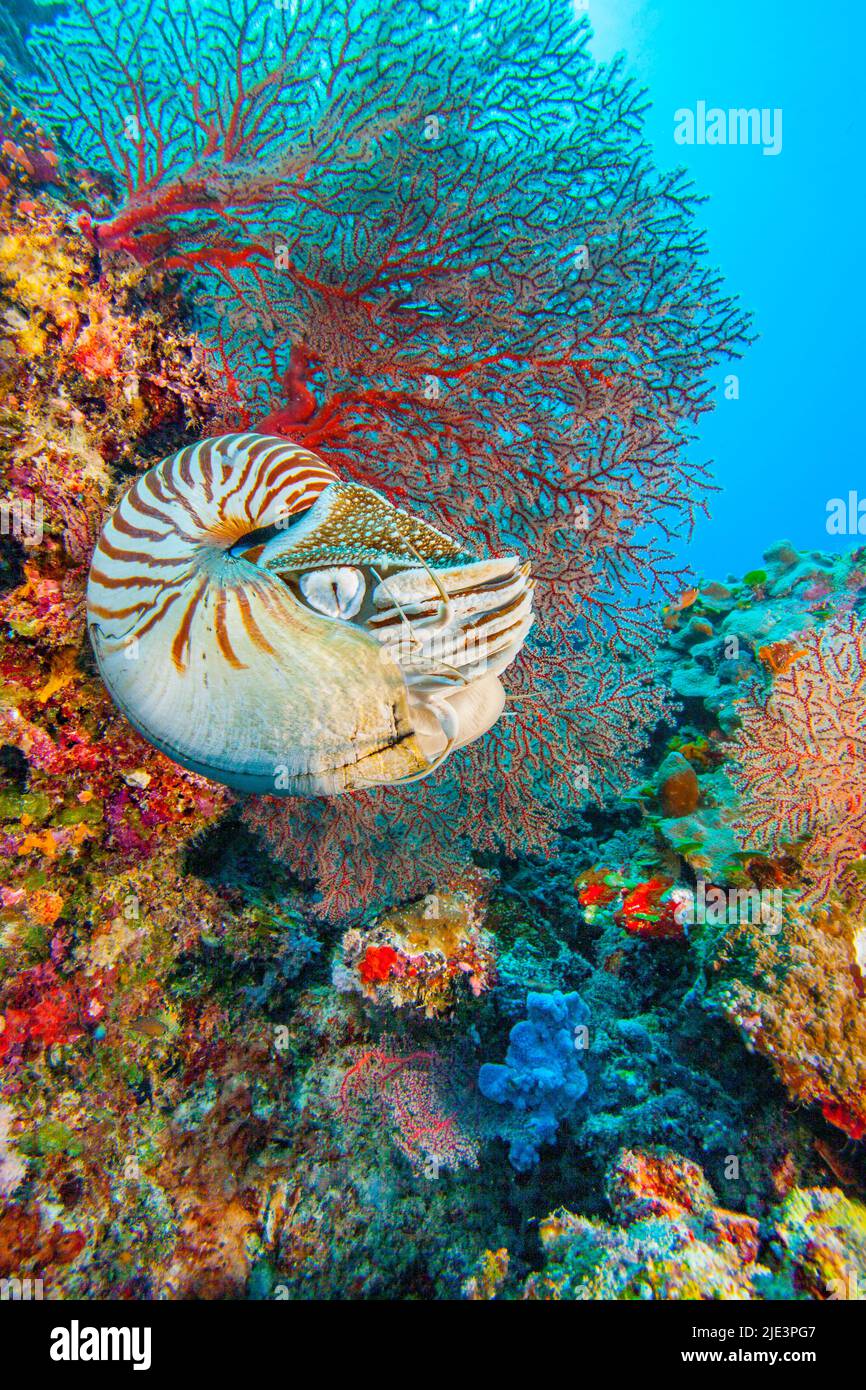 The Palau chambered nautilus, Nautilus belauensis, is mainly found in the Western Carolines as its name suggests. These nautilus are highly mobile sca Stock Photo