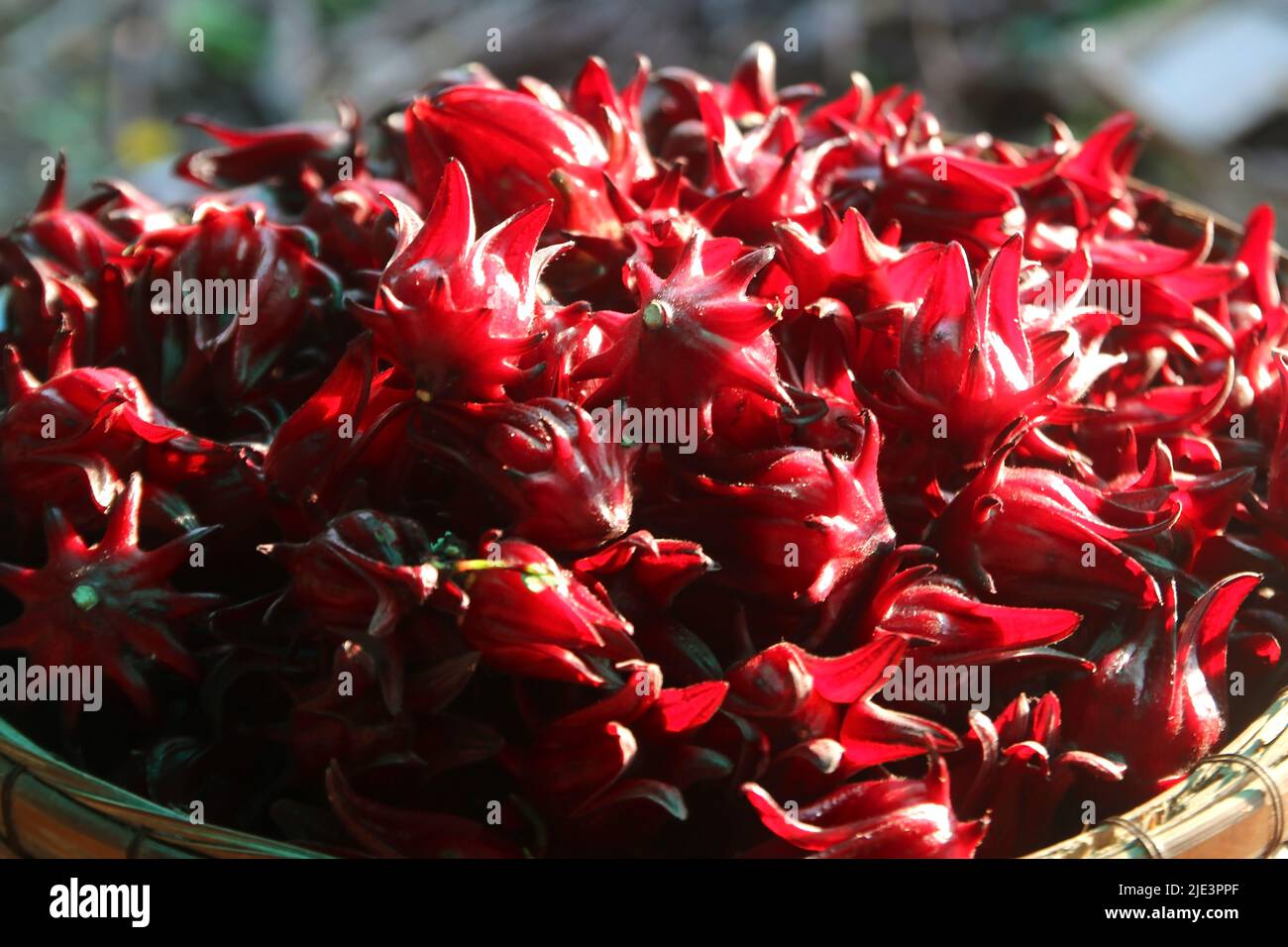 closeup of hibiscus sabdariffa or roselle fruit Stock Photo