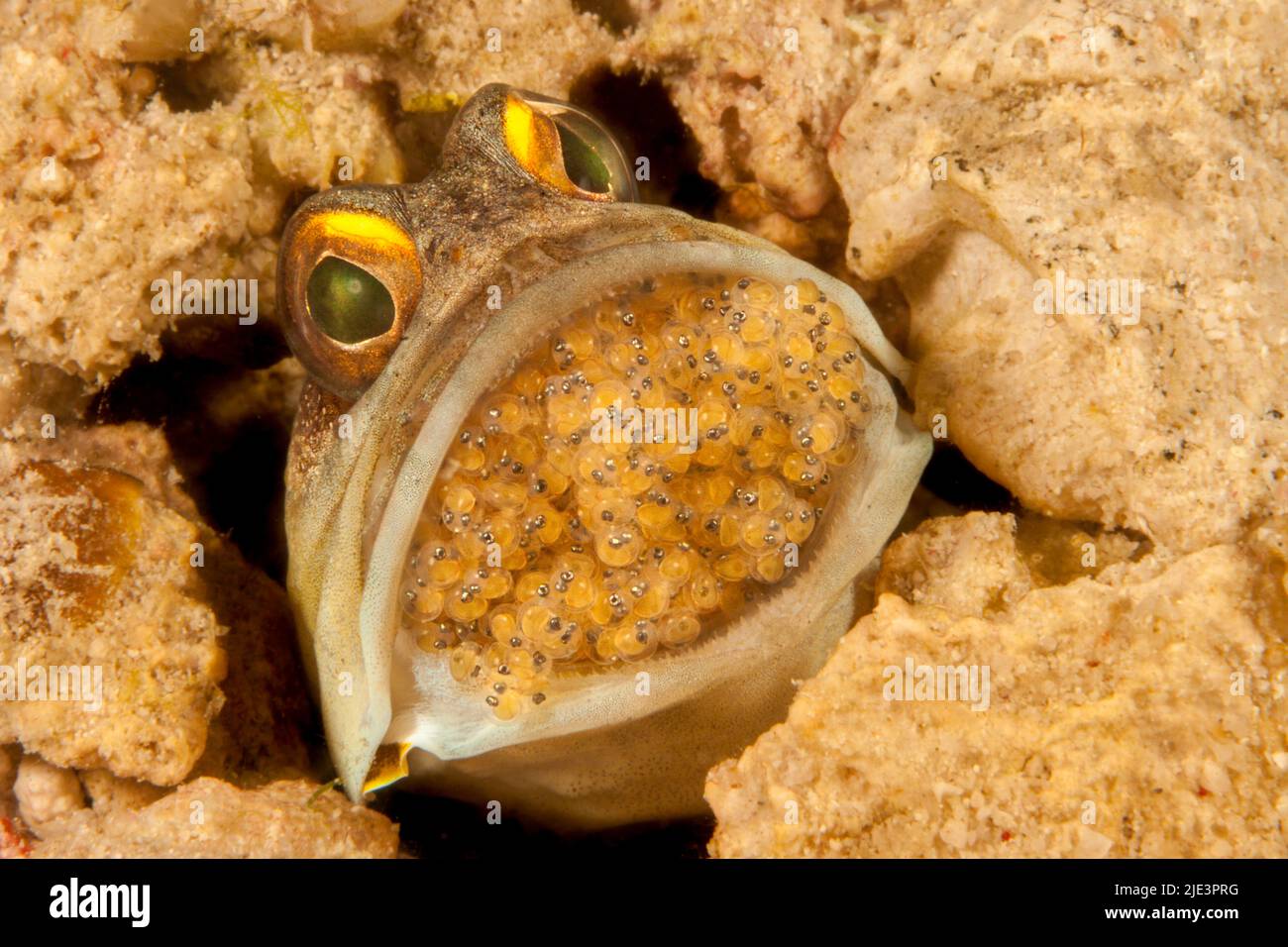 Male gold-specs jawfish, Opistognathus randalli, with mouth brooding eggs, also known as the yellow barred jawfish, Mabul Island, Malaysia. The eyes c Stock Photo