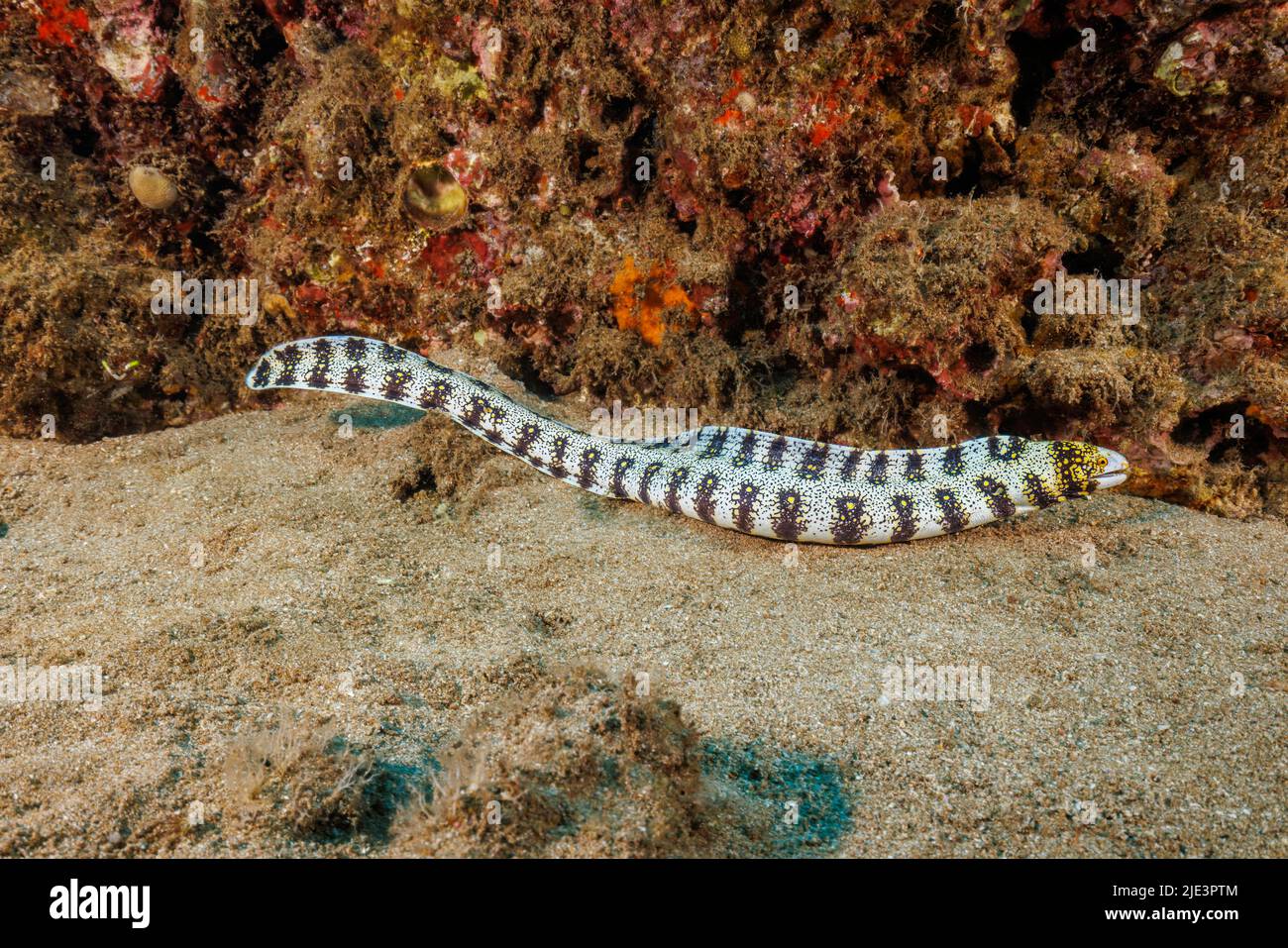 The snowflake moray eel, Echidna nebulosa, reaches 30 inches in length and is seen free swimming during the day more than other morays.  Hawaii. Stock Photo
