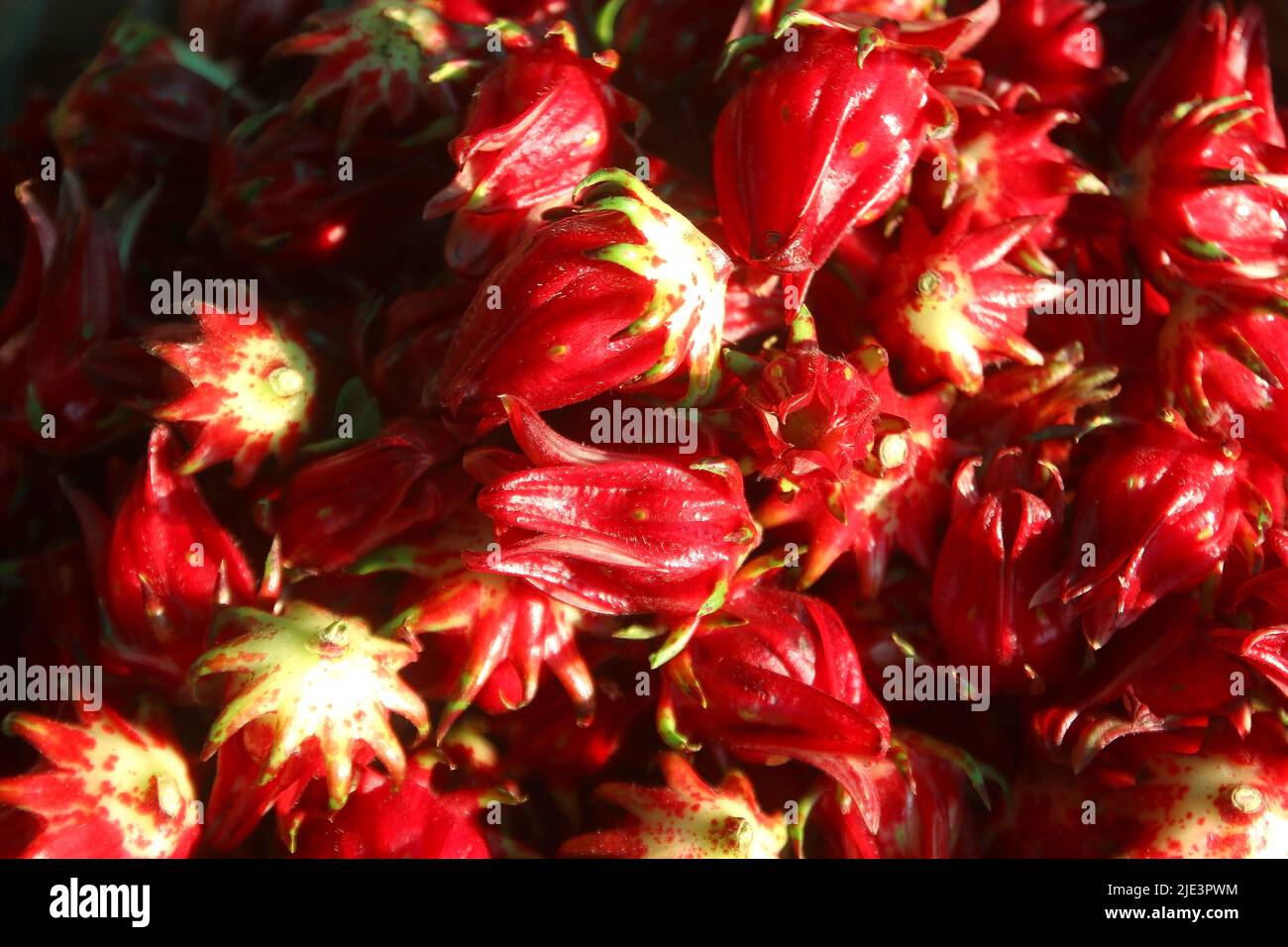 closeup of hibiscus sabdariffa or roselle fruit Stock Photo