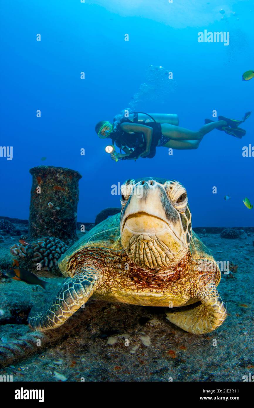 A diver (MR) and green sea turtle, Chelonia mydas, on the wreck of the YO-257 off Waikikik Beach, Oahu, Hawaii. Stock Photo