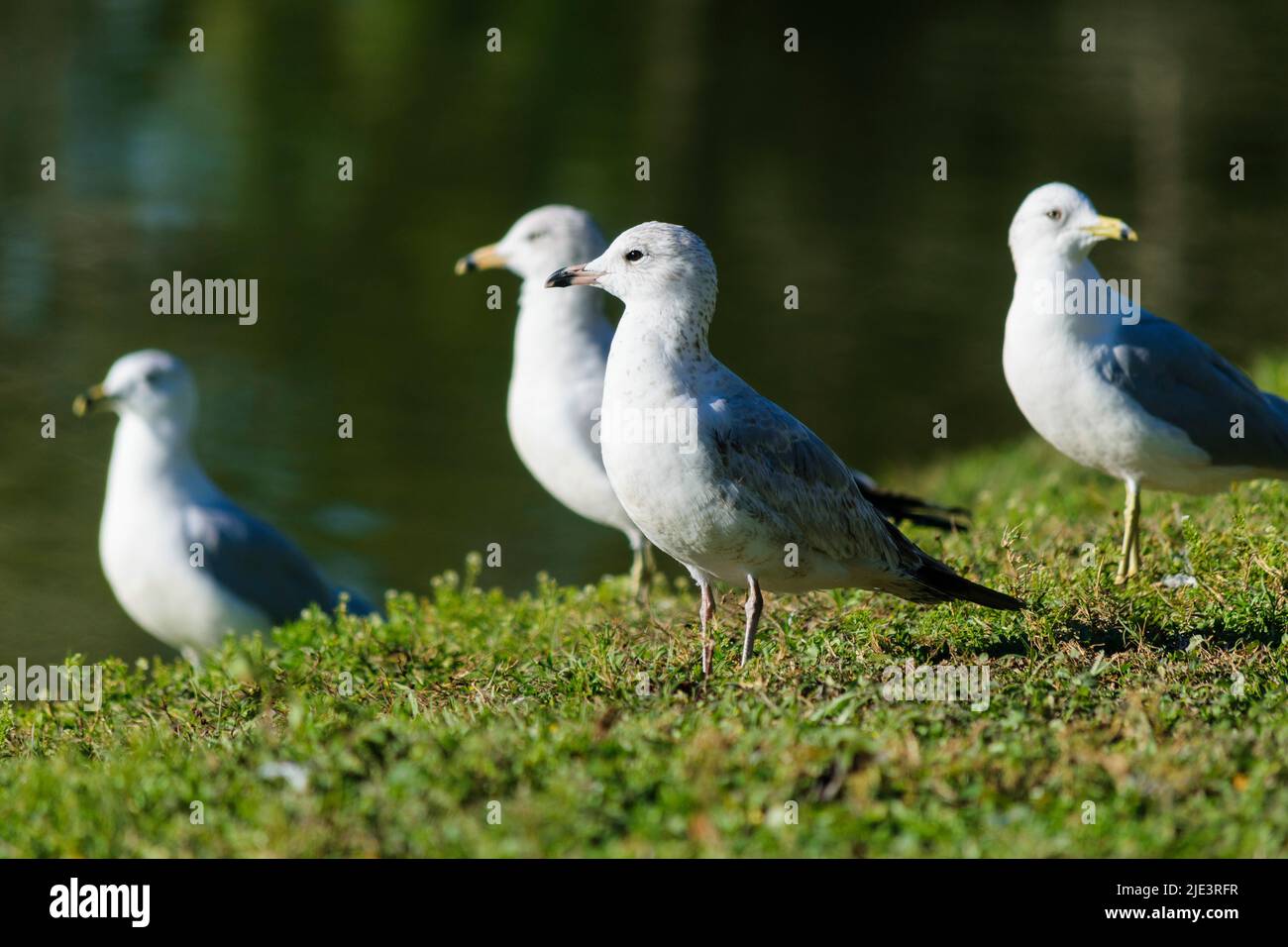 Grupo de aves blancas Stock Photo