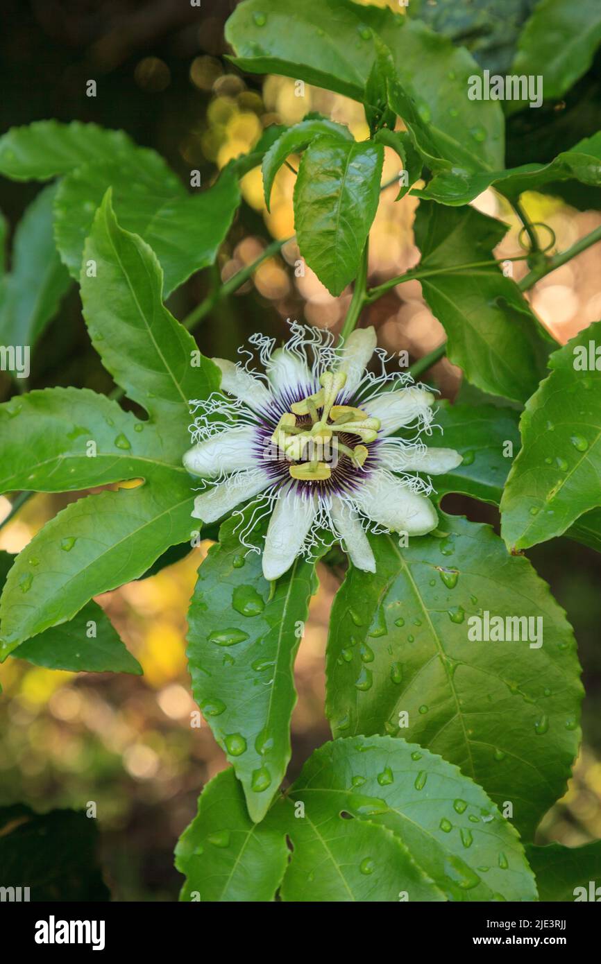 Purple and white flower on a passion fruit vine called Passiflora