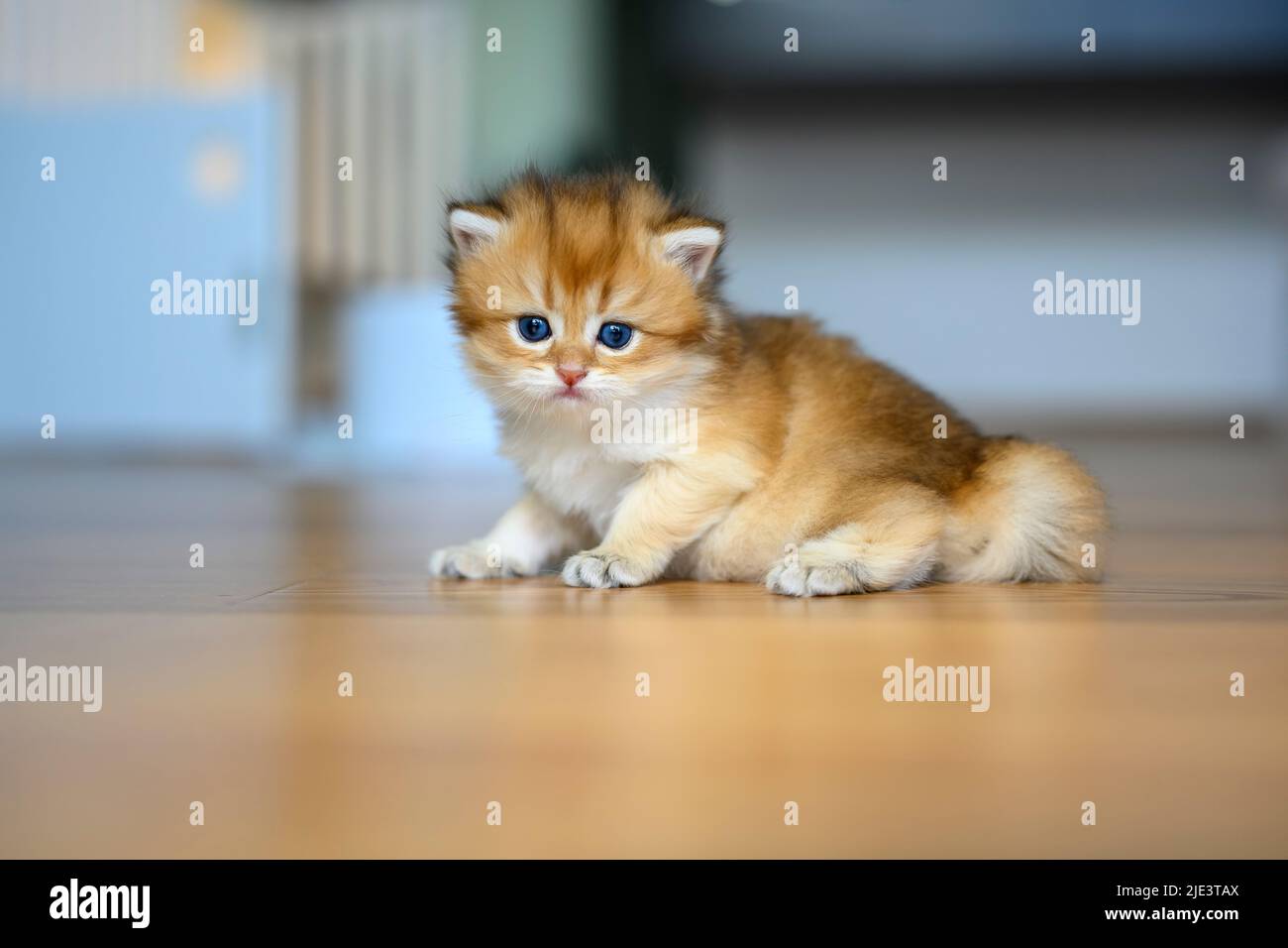 Golden British Shorthair kitten crawls on a wooden floor in a room in the house. little cat learning to walk front view. Childhood cats are mischievou Stock Photo