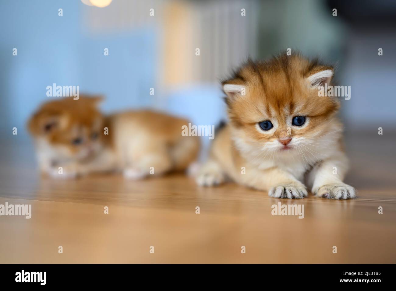 Golden British Shorthair kitten crawls on a wooden floor in a room in the house. little cat learning to walk front view. Childhood cats are mischievou Stock Photo