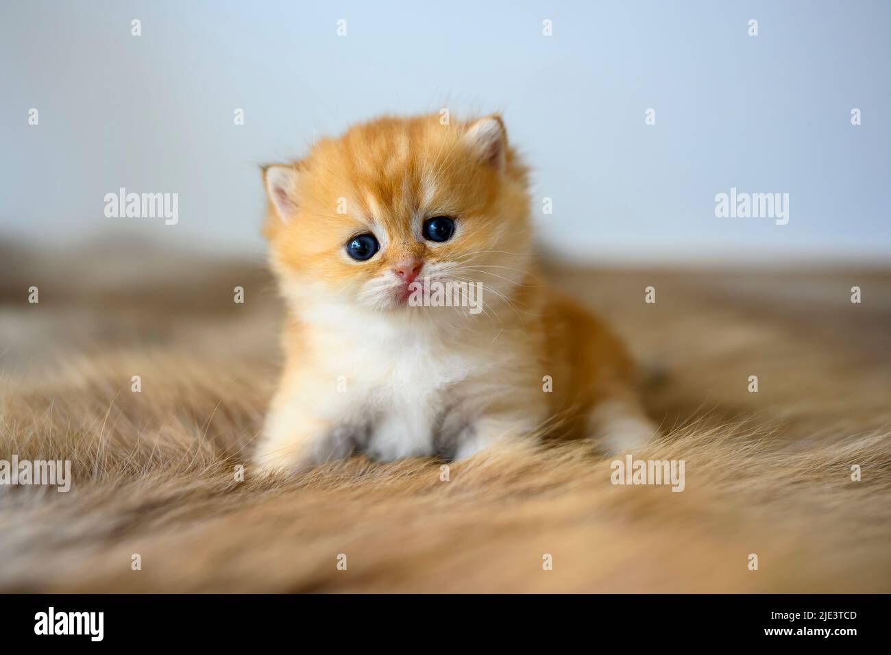 Golden British Shorthair kitten crawling on a fur rug in a room in the ...