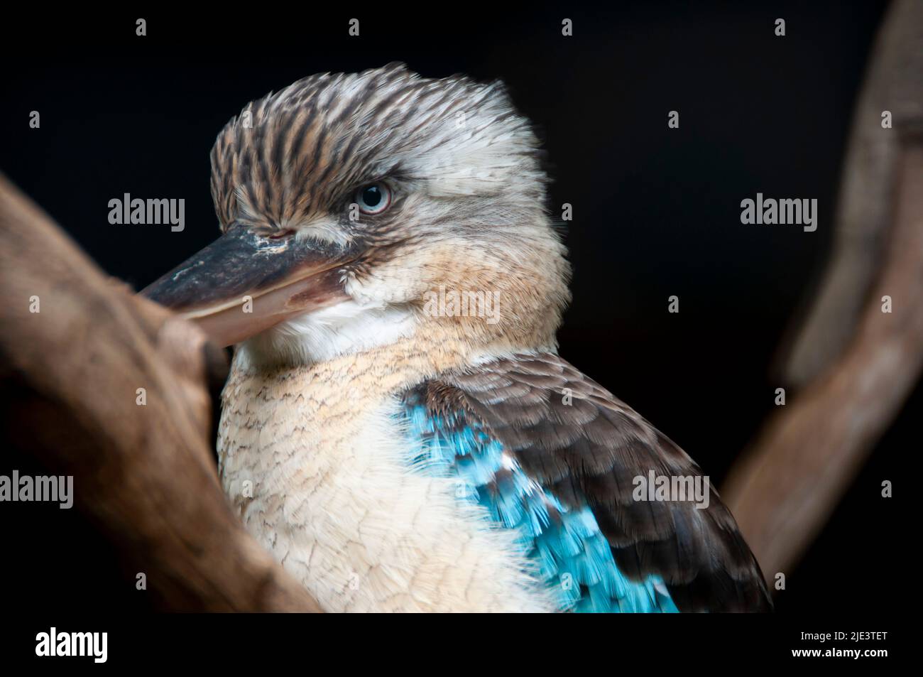 Blue Winged Kookaburra on a Branch Stock Photo Alamy