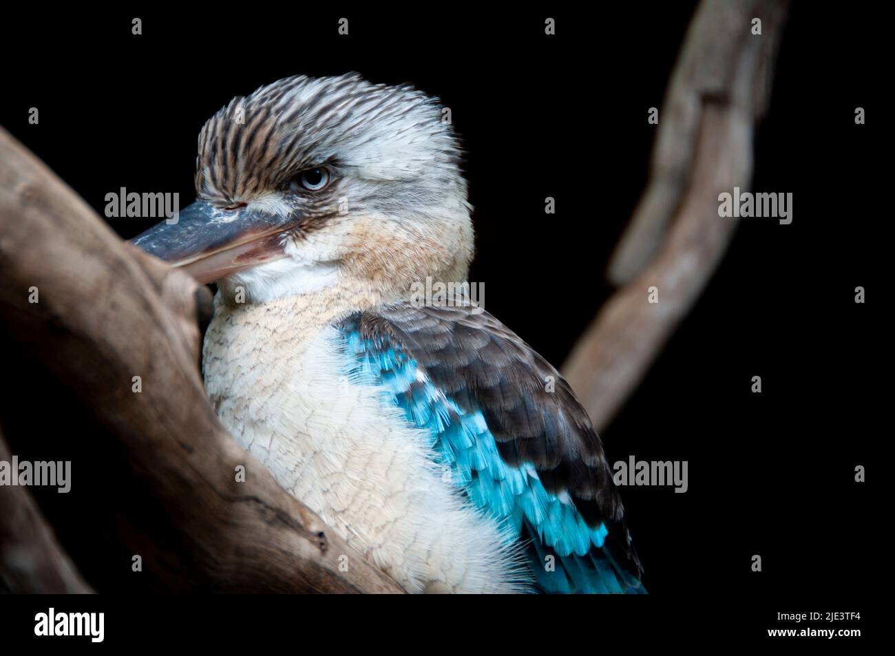 Blue Winged Kookaburra on a Branch Stock Photo