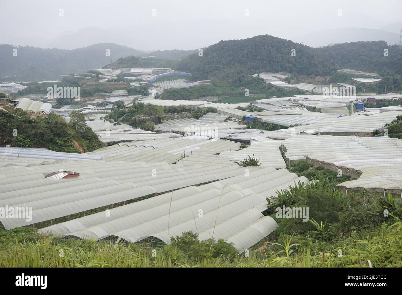 farms in Cameron Highlands, Malaysia Stock Photo