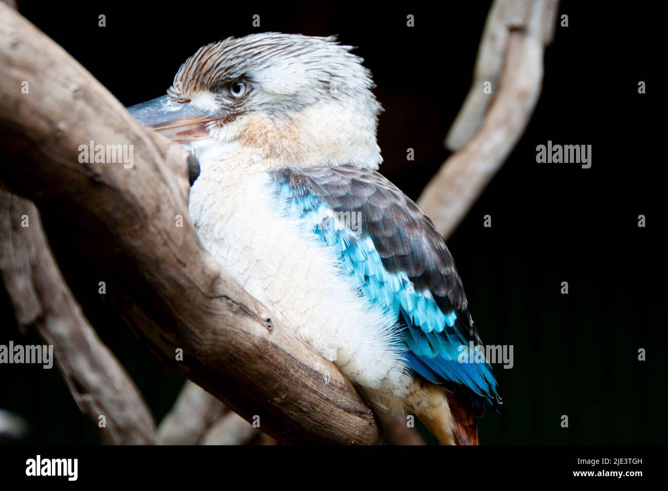 Blue Winged Kookaburra on a Branch Stock Photo
