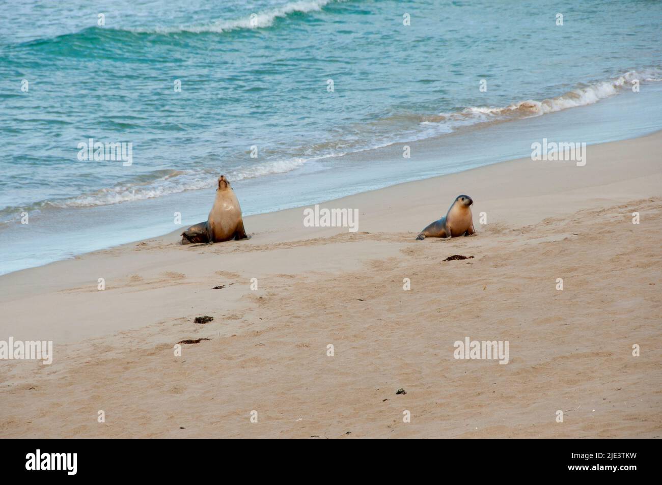 Seal Bay Conservation Park - Kangaroo Island Stock Photo