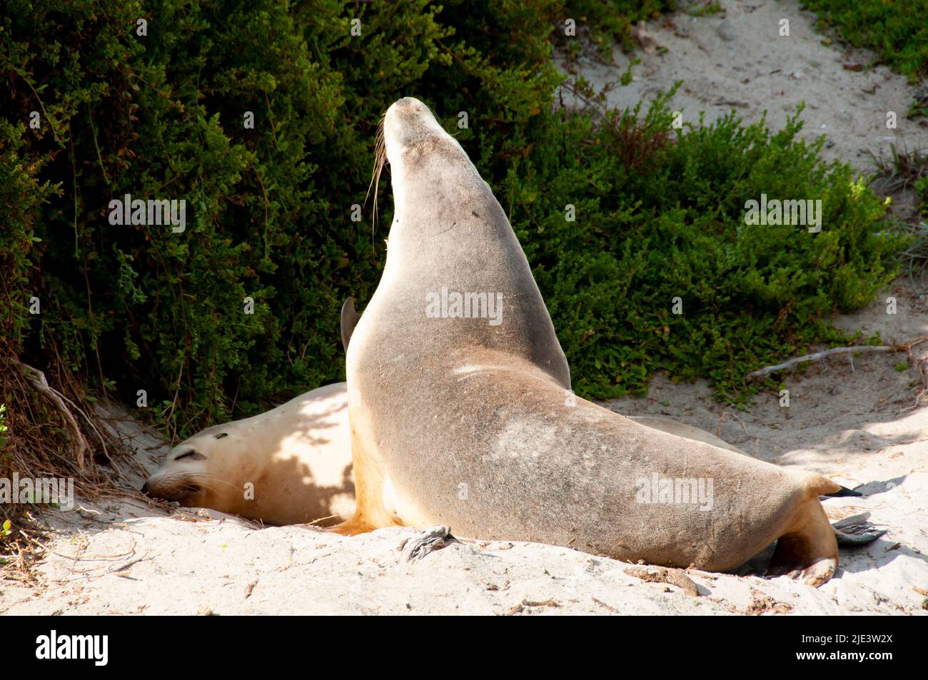 Seal Bay Conservation Park - Kangaroo Island Stock Photo