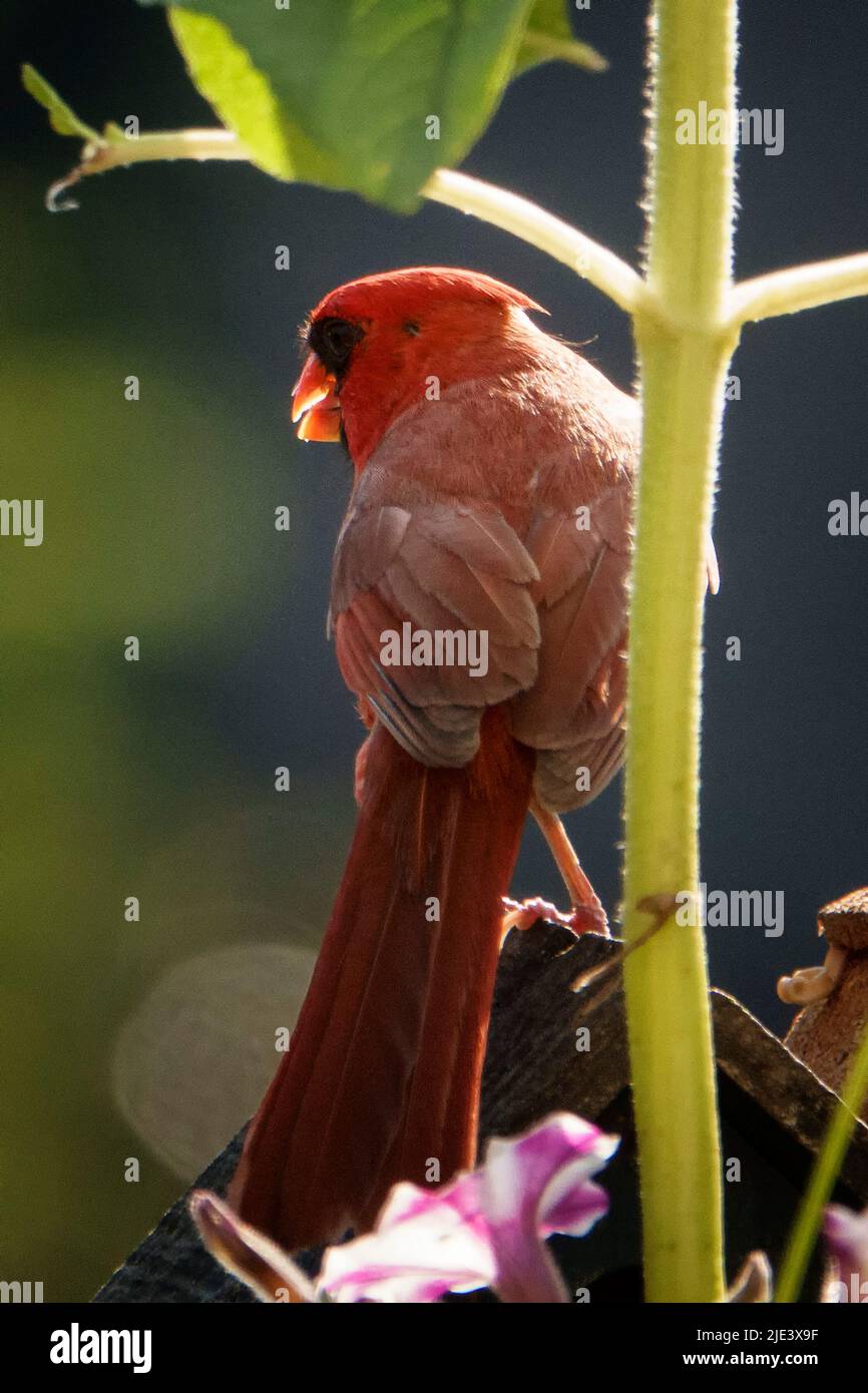 Northern Cardinal male in the evening sun Stock Photo - Alamy