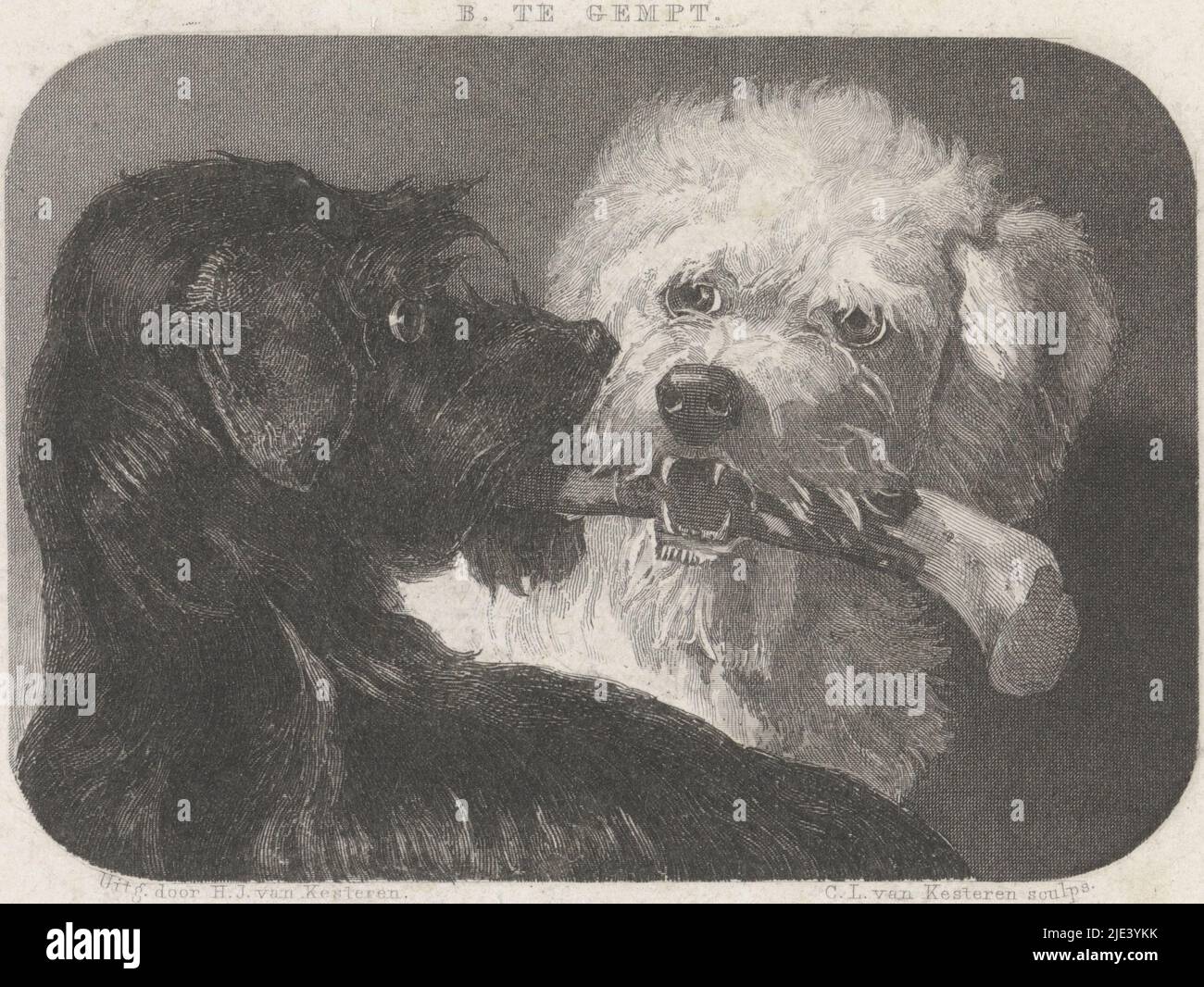 Why Do Dogs Attack Their Own Legs